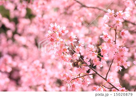 おかめ桜 15020879