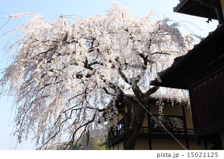 産寧坂の枝垂桜 産寧坂の枝垂桜 15021125