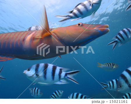 ベラ 熱帯魚 魚 沖縄 慶良間諸島 国立公園 ダイビングの写真素材