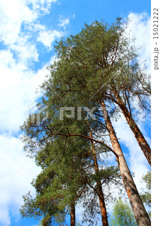 green forest with pines green forest with pines 15021222