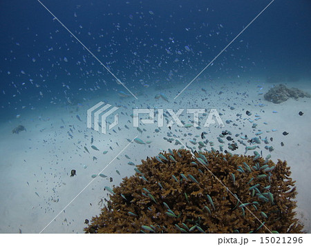 デバスズメダイ スズメダイ 熱帯魚 南国 南の島 沖縄 楽園 ケラマ諸島 慶良間諸島 デバスズメダイ スズメダイ 熱帯魚 南国 南の島 沖縄 楽園 ケラマ諸島 慶良間諸島 15021296