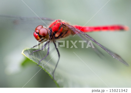 ナツアカネ ナツアカネ 15021342