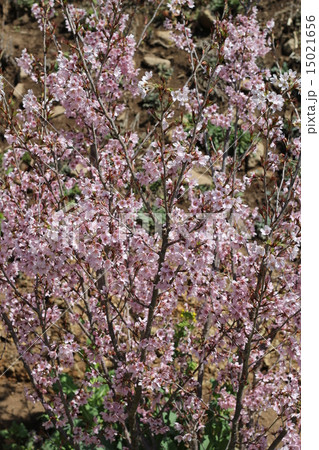 桜 桜 15021656