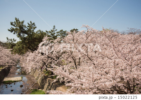 夙川の桜 15022125