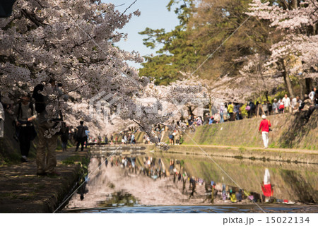 夙川の桜花見 15022134