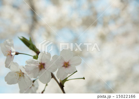 さくら 15022166