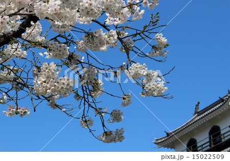 春の益岡公園　白石城三階櫓 15022509