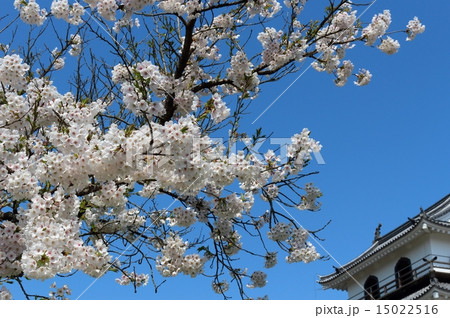 春の益岡公園　白石城三階櫓 15022516