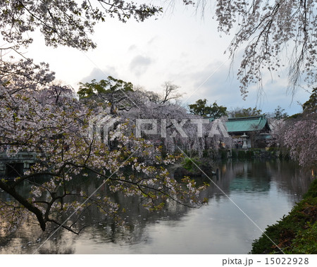 桜咲く三島大社 桜咲く三島大社 15022928