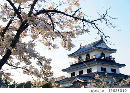 白石城と桜 15023010