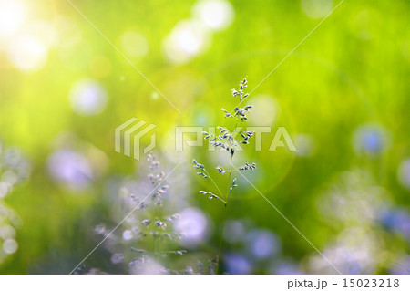 Grass spikelet  15023218