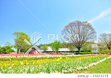 チューリップ畑 チューリップ畑 15023278