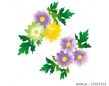 野菊 15023522