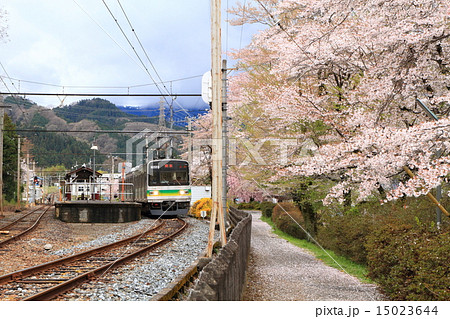 桜舞い散る頃の秩父鉄道 武州日野駅 の写真素材