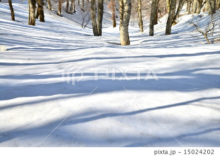 ブナ林の根開けと斜影2 15024202