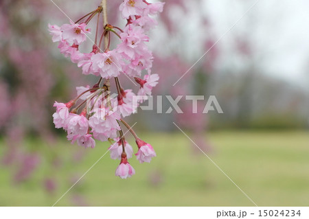 枝垂れ桜 枝垂れ桜 15024234