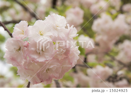 造幣局 桜の通り抜け 造幣局 桜の通り抜け 15024925