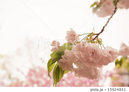 造幣局 桜の通り抜け 造幣局 桜の通り抜け 15024931