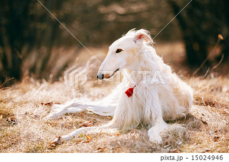 Dog Russian Borzoi Wolfhound Head Dog Russian Borzoi Wolfhound Head 15024946