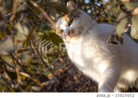 のらねこ のらねこ 15025052