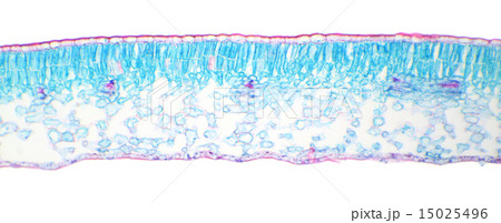 Winter Jasmine leaf under a microscope Winter Jasmine leaf under a microscope 15025496