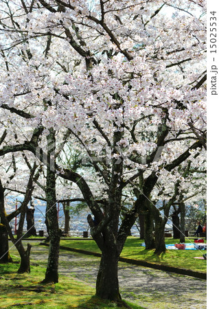 春の益岡公園 春の益岡公園 15025534