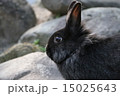 黒うさぎ 15025643