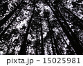 杉並木 15025981