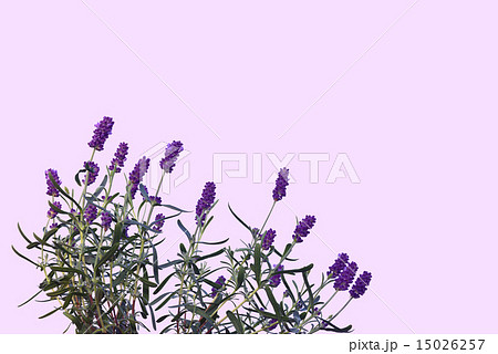 ラベンダー 背景紫 のイラスト素材