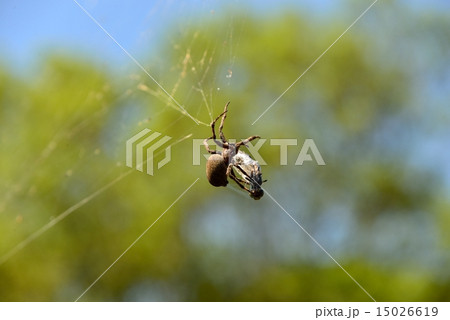 spider's hunt spider's hunt 15026619
