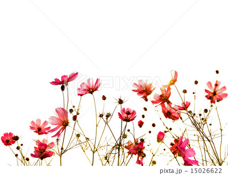 cosmos in autumn cosmos in autumn 15026622
