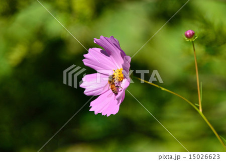 cosmos in autumn 15026623