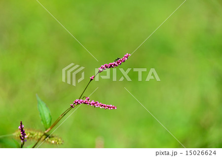 ant's travel 15026624