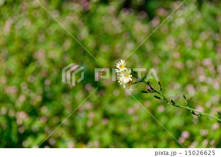 honeybee's travel honeybee's travel 15026625