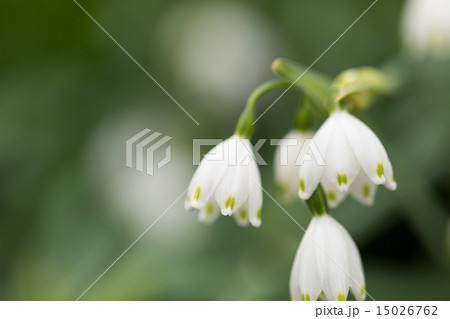 スノーフレーク 15026762