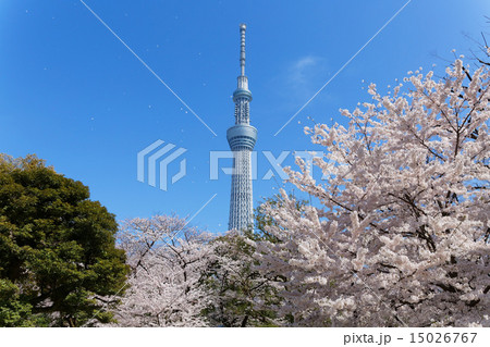 桜満開の隅田公園と東京スカイツリー 桜満開の隅田公園と東京スカイツリー 15026767