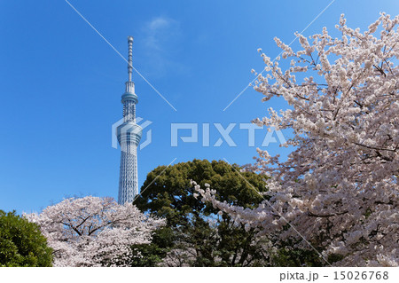 桜満開の隅田公園と東京スカイツリー 15026768