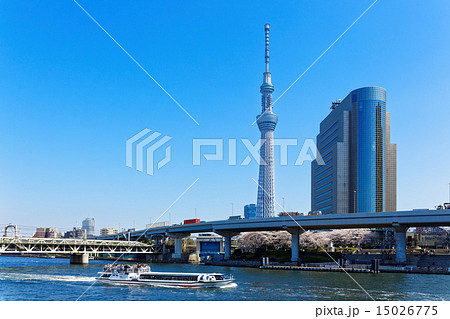 青空が広がるスカイツリーに桜満開の隅田川と水上バス 青空が広がるスカイツリーに桜満開の隅田川と水上バス 15026775