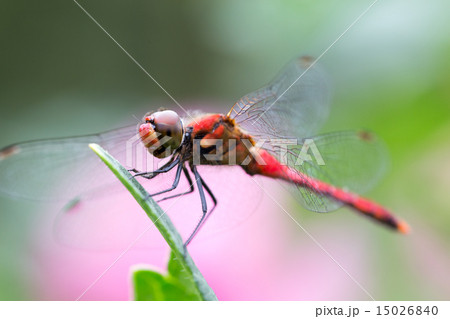 ナツアカネ ナツアカネ 15026840