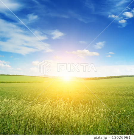 Beautiful sunset on green field Beautiful sunset on green field 15026961