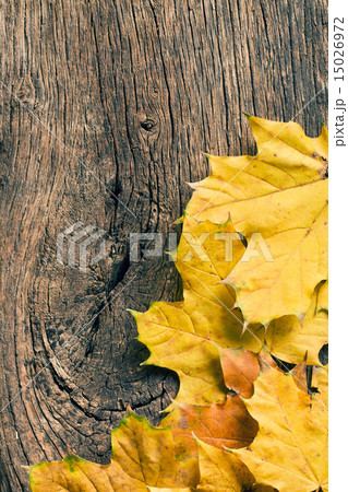autumn leaves over wooden background 15026972
