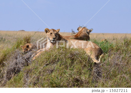 ライオンファミリー ライオンファミリー 15027211