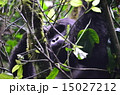 マウンテンゴリラーワイルドだろう~？ 15027212
