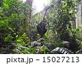 ゴリラが住む森 15027213