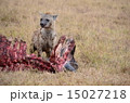 ハイエナの狩り 15027218