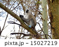 珍しい猿 15027219