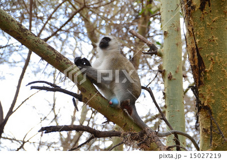 珍しい猿の写真素材