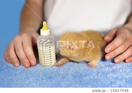 Feeding little beige kitten with milk replacer 15027436