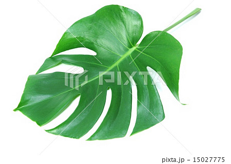 葉の背景素材・モンステラの一葉・白バック横位置 15027775