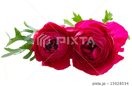 pink ranunculus flowers pink ranunculus flowers 15028534